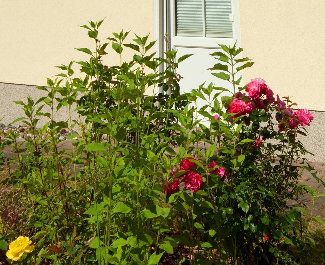 Sonnenhus - Ruegen Apartment Sellin  Bagian luar foto